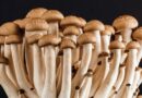 Exploring the Potential Benefits of Mushrooms for Alzheimer's Prevention and Treatment